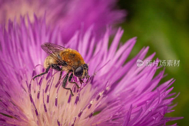 飞燕蝇，风蝇，风尾草，风尾草，Syrphe，梅洛蒂尼，Eristalinae, Syrphidae, Knapweed。